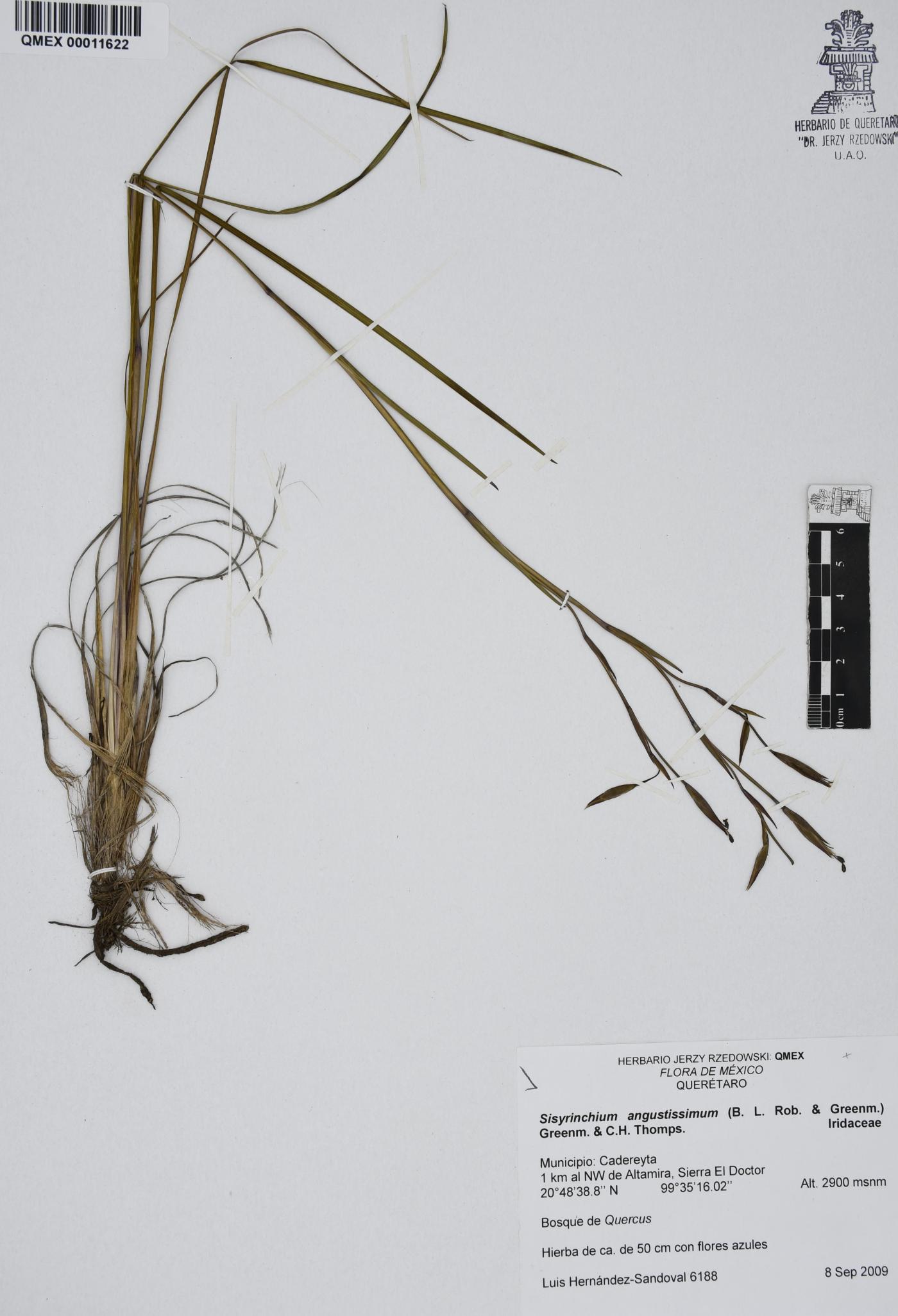 Sisyrinchium angustissimum image